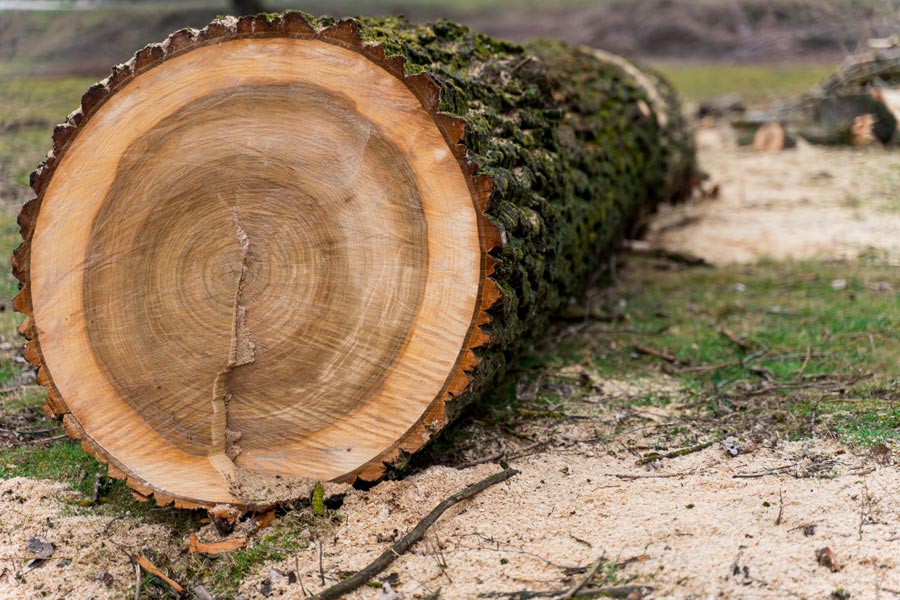 Is hardwood good for campfires